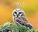 Owls 2017