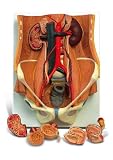 3B Scientific Dual Sex 6-part Urinary System