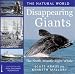 Disappearing Giants: The North Atlantic Right Whale