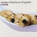 Magnet & Steel Golden Retriever Puppies Mini 2015 Wall Calendar