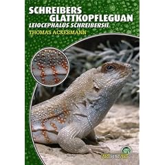 Schreibers Glattkopfleguan: Leiocephalus Schreibersii. Art f�r Art