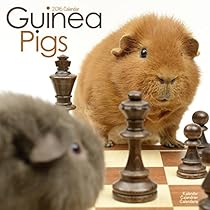 Guinea Pigs Calendar - 2016 Wall calendars - Animal Calendar - Monthly Wall Calendar by Avonside