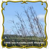 1 Oz Big Bluestem (Andropogon gerardii) Bulk Seeds