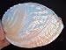 Rare Pearl Discus Abalone Shell Beach Decor Seashell