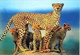 チーター [ポスター] の評価・レビュー