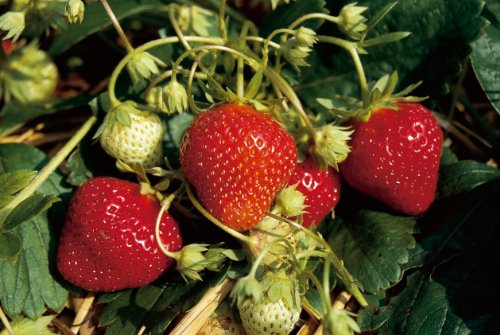 Erdbeere Mara des Bois&reg;, 20 St&uuml;ck, im Torftopf Preisvergleich