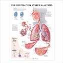 The Respiratory System (lungs, trachea anatomy) Anatomical Chart 20" X 26" Lamin