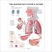 The Respiratory System (lungs, trachea anatomy) Anatomical Chart 20