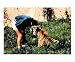 Trust Animals Photographic Poster Print By Ronald S Mosbaugh, 24x20
