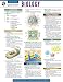 Books : Biology - REA's Quick Access Reference Chart