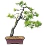 Brussel's Ponderosa Pine Outdoor Bonsai Tree