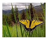Idaho Swallowtail Scenic RePoster Print Poster by Steven Myers, 20x16