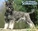 schnauzer2 - Just Miniature Schnauzers 2010 Calendar