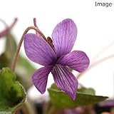 charm(チャーム) (山野草)アカネスミレ(茜菫) 3号(1ポット)