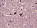 Cerebral Cortex Neurons X400 Photographic Poster Print, 16x12