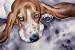 Basset Hound Dog Art Print Signed by Artist DJ Rogers