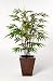 House of Silk Flowers Artificial Black Bamboo Floor Plant 28"W x 48"H
