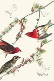 Canvas Print, Purple Finch - 12 x 18