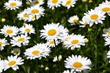 Shasta Daisy (Chrysanthemum maximum) Seed Packet