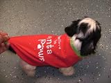 Pet Supplies : Xmas tshirt