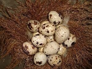 Georgia Giant Quail Chicks/Northern Bob White Chicks $1.00: Amazon.com