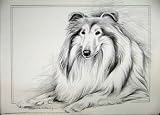 POLLYANNA PICKERING SHETLAND COLLIE DOG ANTIQUE PRINT