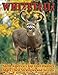 Whitetail!: North America s Top Deer Hunters Share Their Strategies and Secrets
