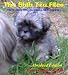 The Shih Tzu Files - Questions and Answers