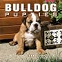 Bulldog Puppies 2004 Mini Calendar