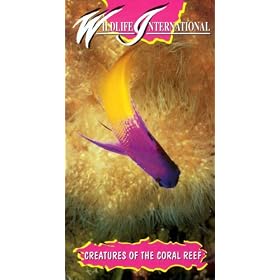 Wildlife International - Creatures Of The Coral Reef