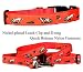   - English Pointer Orange Collar Leash Set2