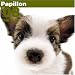 Papillon 2008 Square Wall Calendar (German, French and Spanish Edition)