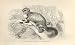 Taguan Flying Squirrel 1862 Engraving By Daziel