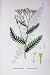 Botany Plants C1902 Tansy Leaved Yarrow Achillea Flower