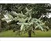 Photographic Prints of MAB-635 Spanish Fir - Branches and leaves from Ardea Wildlife Pets