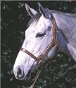 Beval LTD Halter