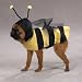 Large - Casual Canine Honey Bee Costumes