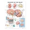 Anatomy of the Brain Anatomical Chart