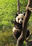 Cute Young Panda Sitting on a Tree En Face - 24