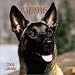 Belgian Malinois 2004 Calendar