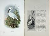 1901 SWAYSLAND WILD BIRDS SPOONBILL THORBURN COLOUR