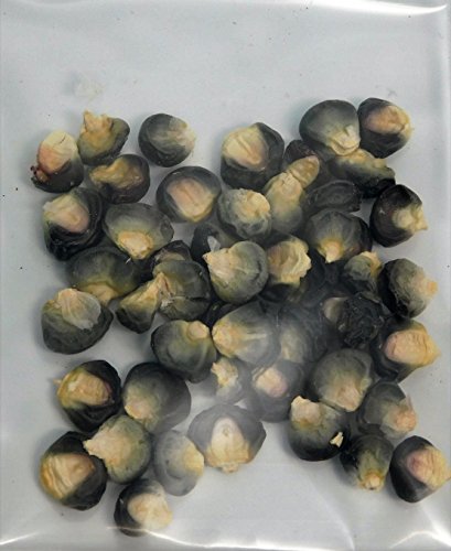 David's Garden Seeds Corn Sweet Black Mexican D41103 (Black) 50 Organic Heirloom Seeds David's Garden Seeds Corn Sweet Black Mexican D41103 (Black) 50 Organic Heirloom Seeds
