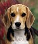 Beagles Weekly Engagement Calendar: Year 2000