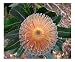 Banksia