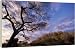 TANZANIA - Kopje in Serengeti National Park - 20 Inch Canvas Print (51 cm) by Ardea
