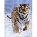 Search : Tiger in Winter Jigsaw Puzzle 500pc