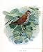 The Bird Study Book: A Nature novel. (ILLUSTRATED)