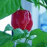 Galt über viele Jahre als schärfstes Chili der Welt - Habanero Red Savina - 10 Samen