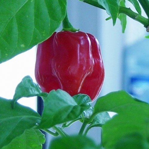 Galt über viele Jahre als schärfstes Chili der Welt - Habanero Red Savina - 10 Samen