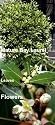 Sweet Bay Laurel Herb -Laurus nobilis- 6" pot